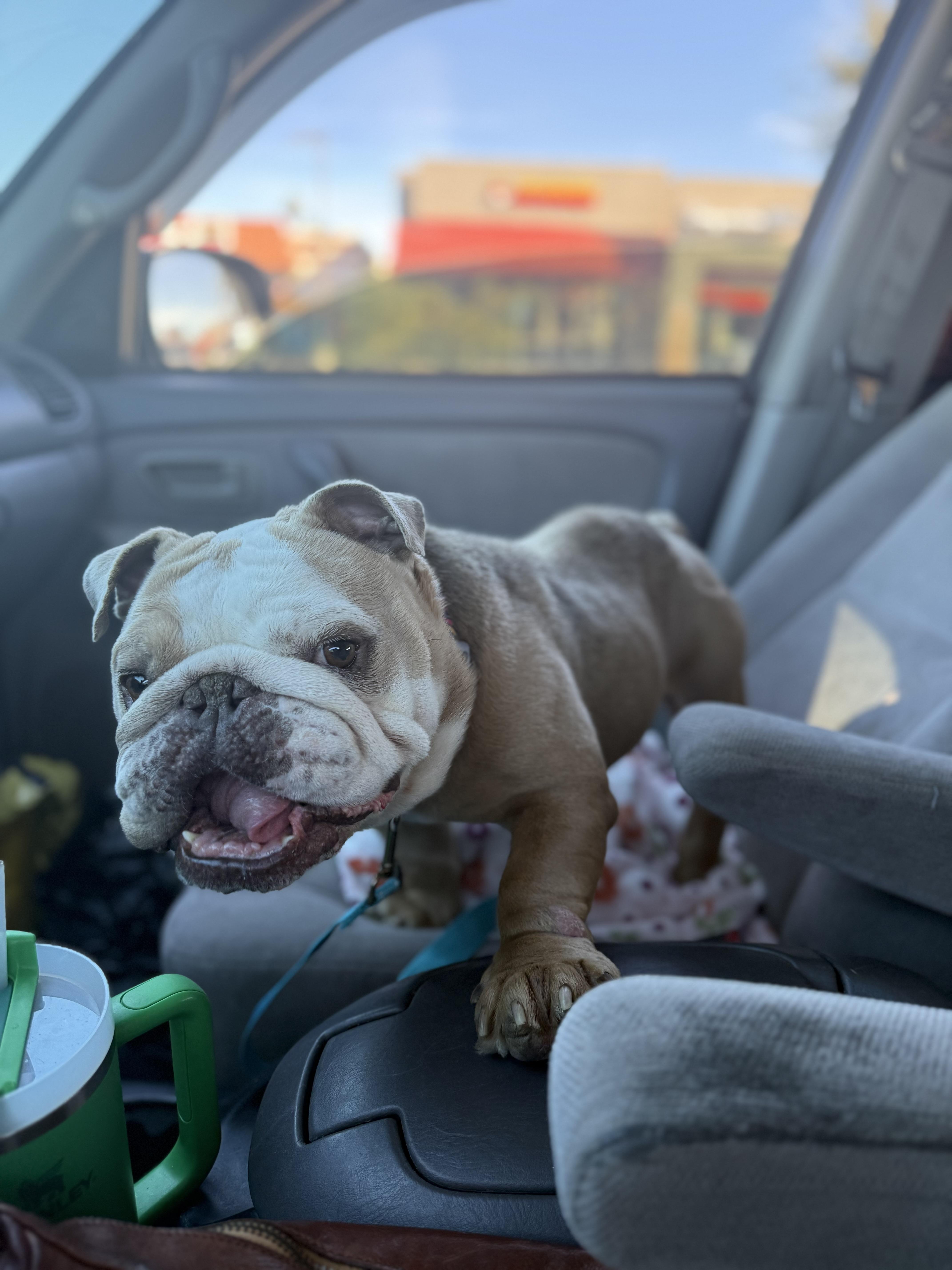 Chomps, a Adoptable English Bulldog in Mesa, AZ image 3/6