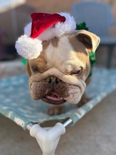 Chomps, a Adoptable English Bulldog in Mesa, AZ image 4/6