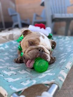 Chomps, a Adoptable English Bulldog in Mesa, AZ image 5/6