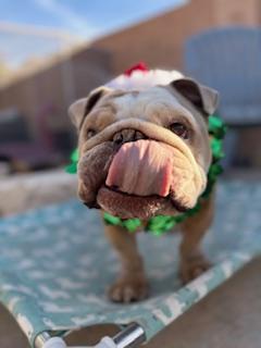 Chomps, a Adoptable English Bulldog in Mesa, AZ image 6/6