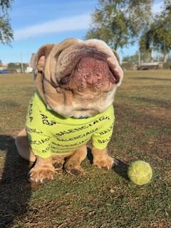 Enlarge Chomps, a Adoption Pending English Bulldog in Mesa, AZ image 6/6