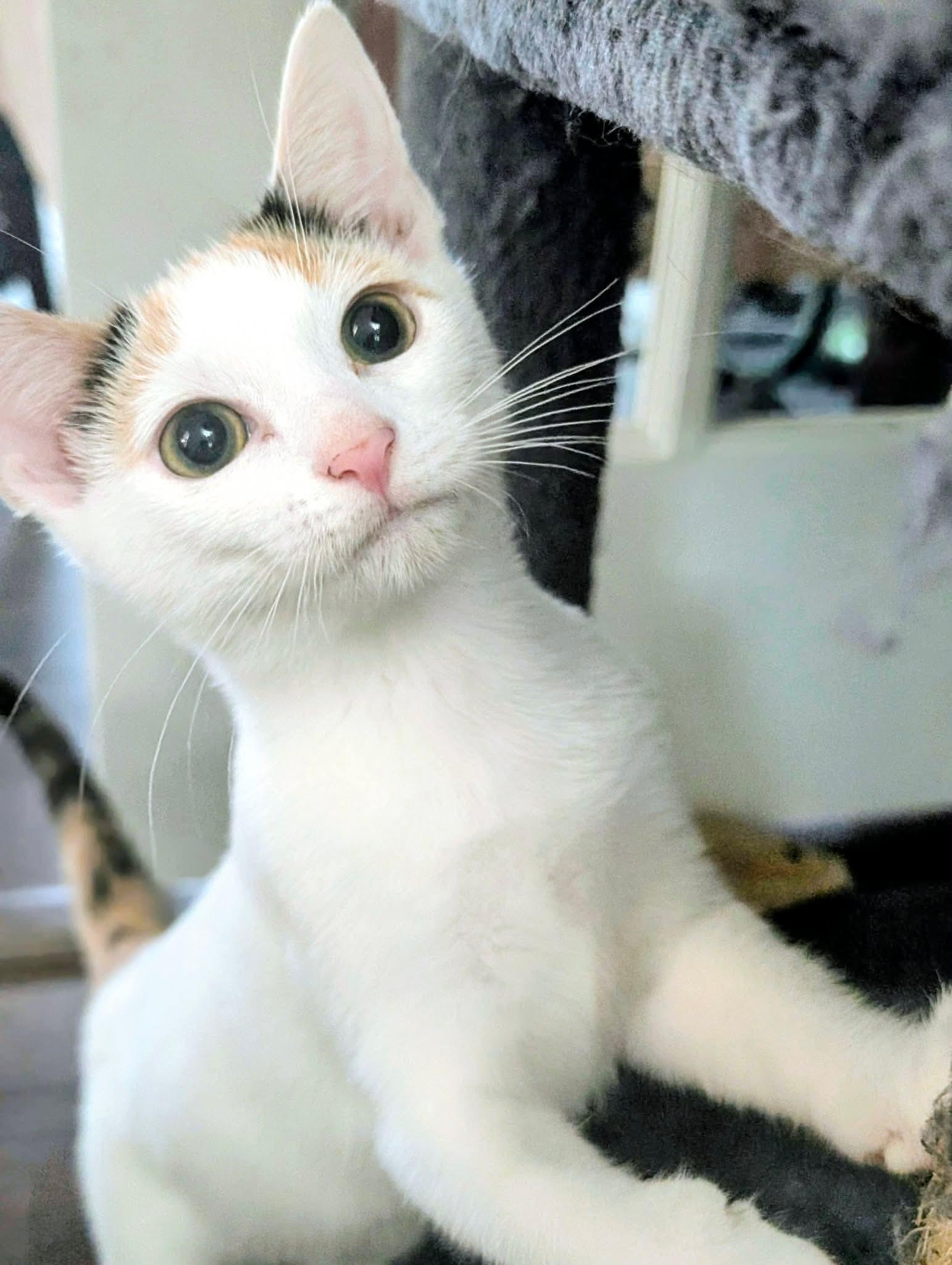 Enlarge Rose, a ADOPTABLE Domestic Short Hair in Bensalem, PA image 1/3