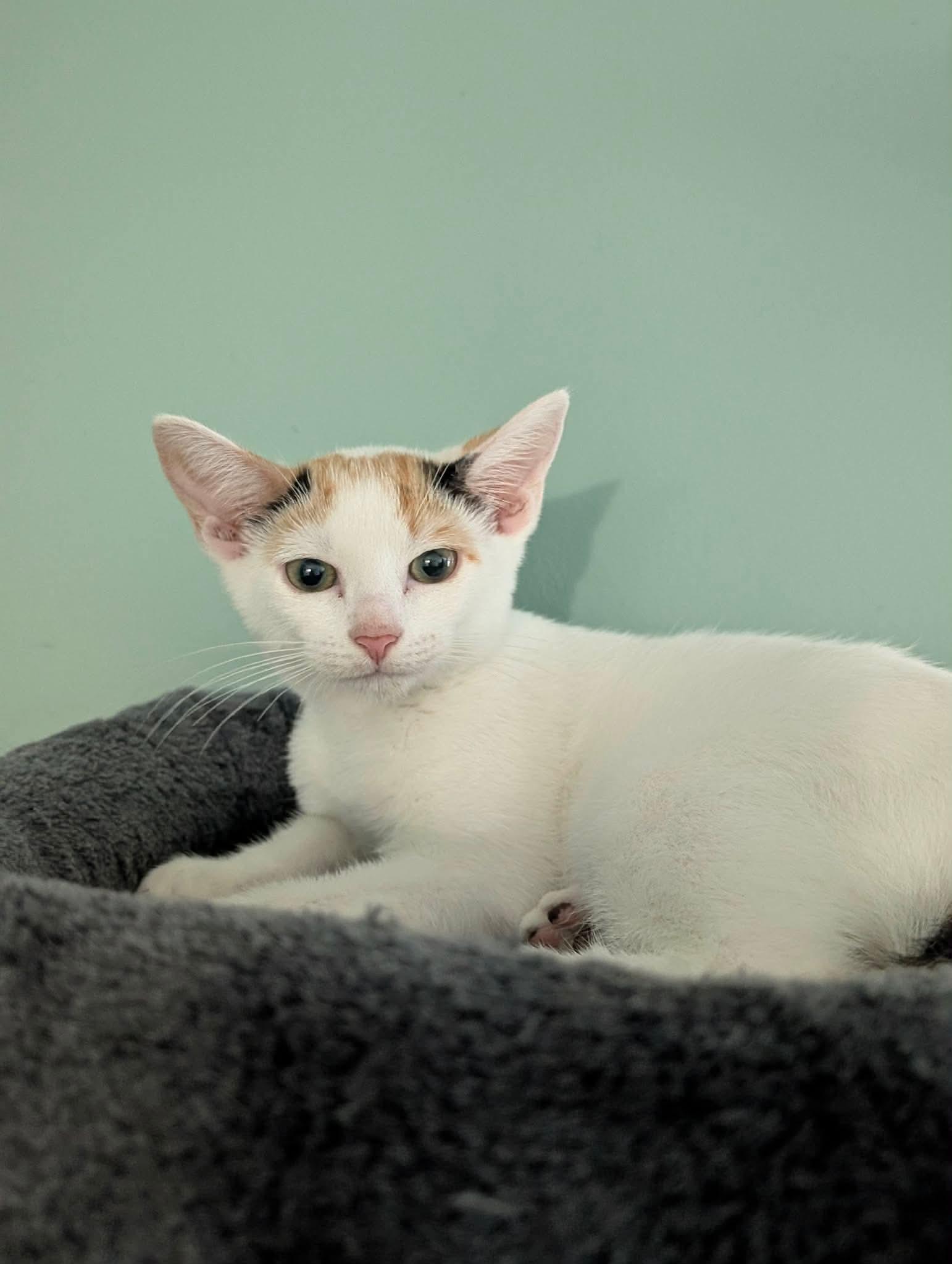 Enlarge Rose, a ADOPTABLE Domestic Short Hair in Bensalem, PA image 2/3