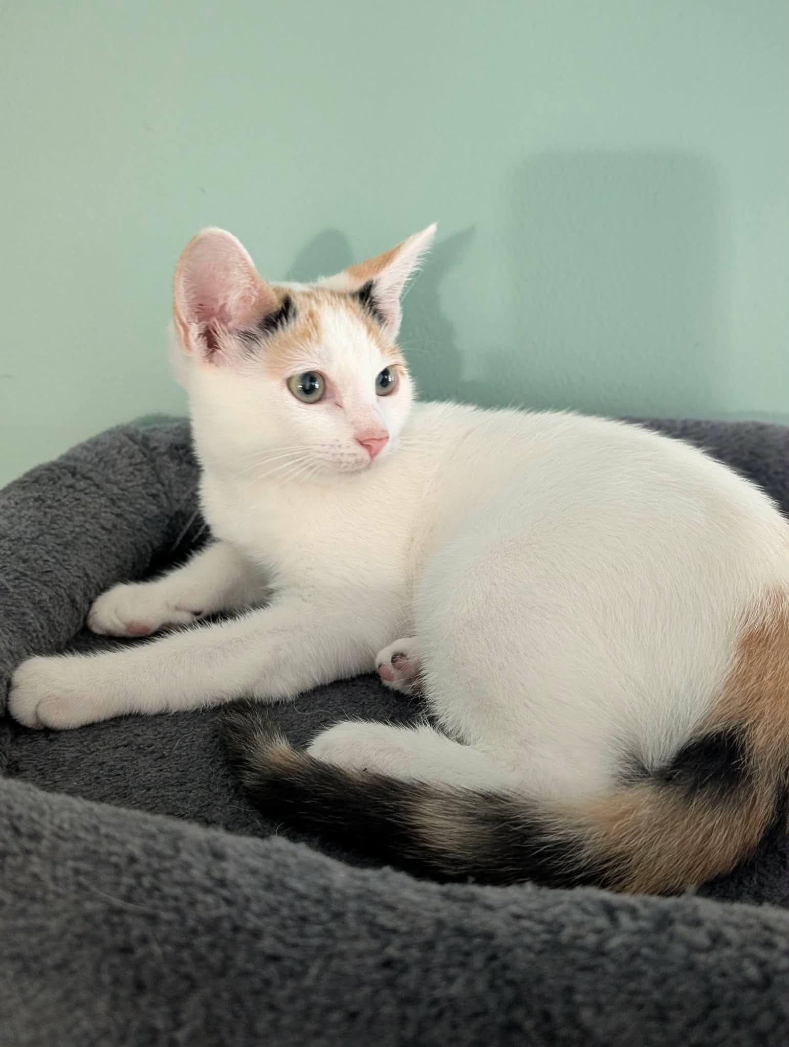 Enlarge Rose, a ADOPTABLE Domestic Short Hair in Bensalem, PA image 3/3