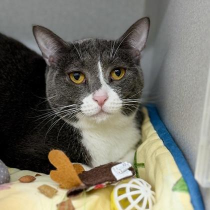 Azula, ADOPTABLE, Adult • Female, American Bobtail.