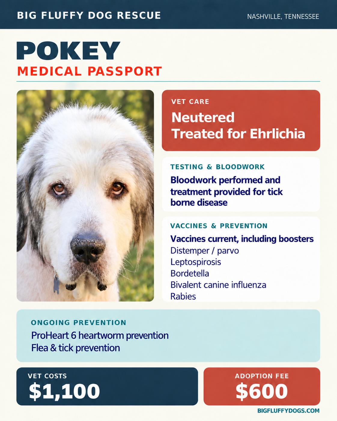 Enlarge Pokey, a Adopted Great Pyrenees in Marietta, GA image 4/4