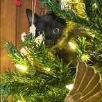 Tajin, a Adoptable Domestic Short Hair in Madison, WI image 1/5