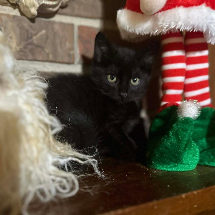 Tajin, a Adoptable Domestic Short Hair in Madison, WI image 2/5