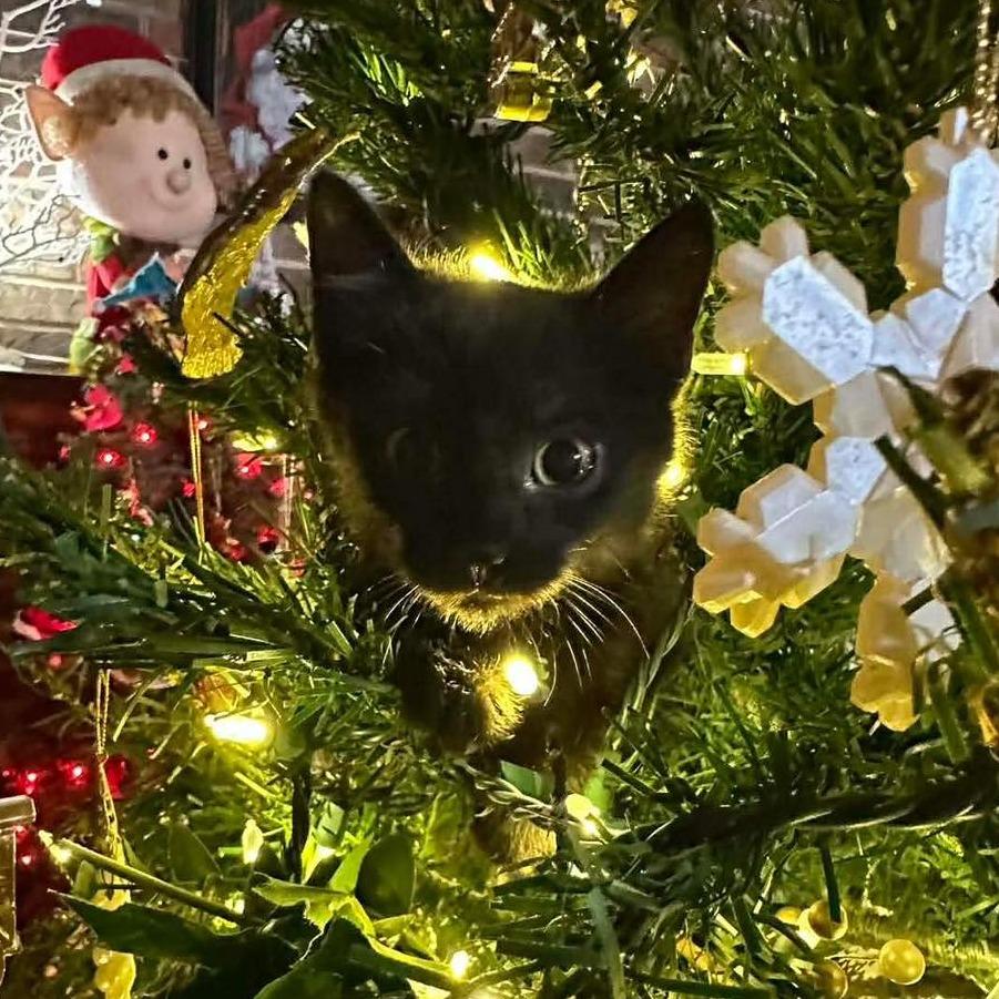 Tajin, a Adoptable Domestic Short Hair in Madison, WI image 3/5