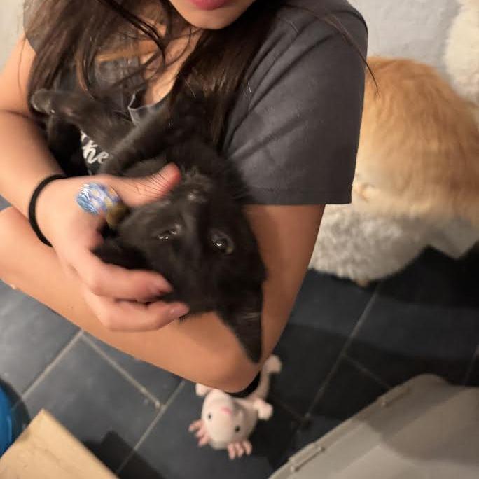 Tajin, a Adoptable Domestic Short Hair in Madison, WI image 5/5