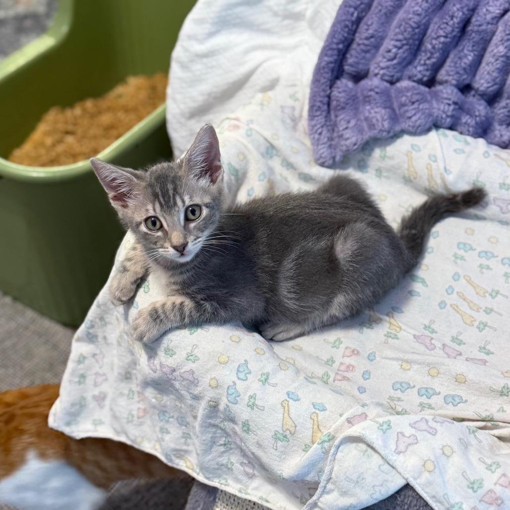 Vector, Adoptable, Young Male Domestic Short Hair & Domestic Short Hair.
