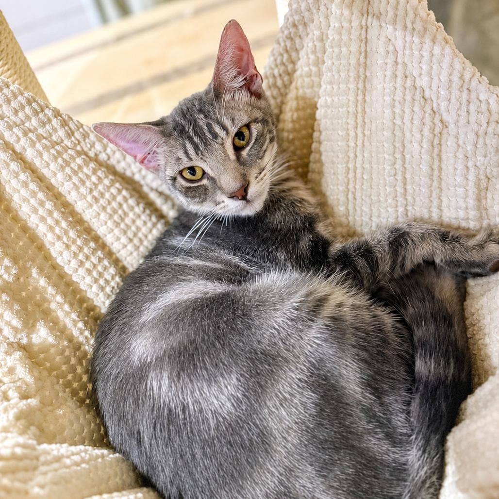 Enlarge Vector, a Adoptable mixed breed in Port Richey, FL image 2/3