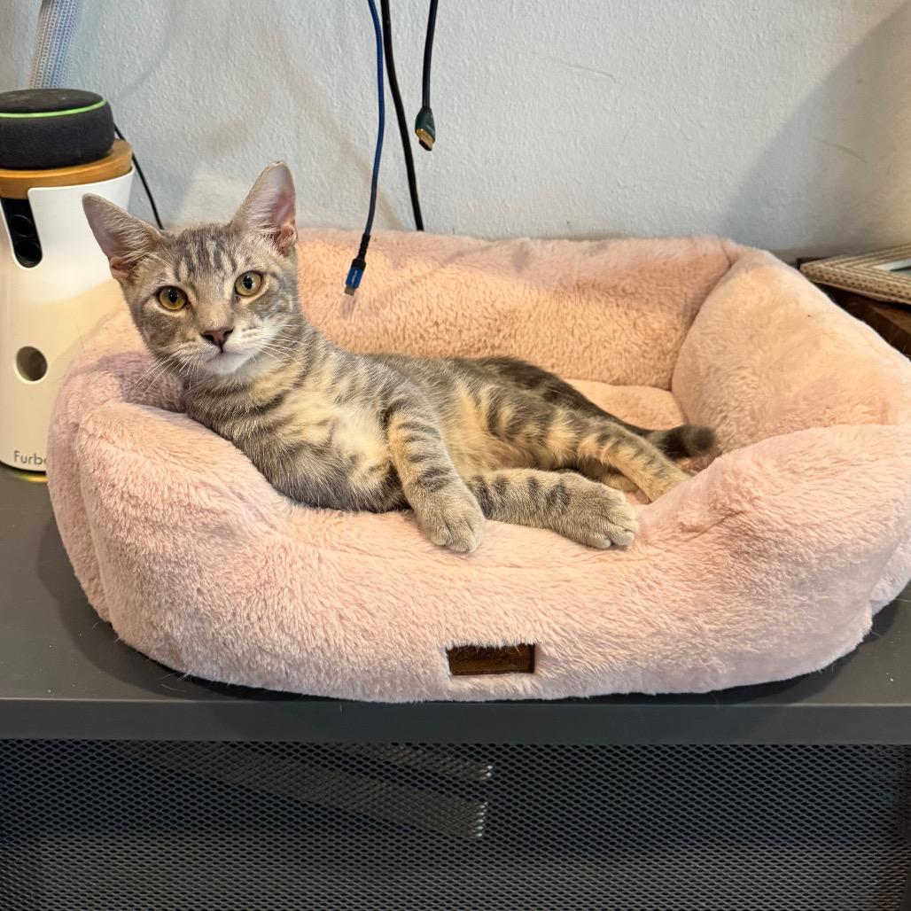 Enlarge Vector, a Adoptable mixed breed in Port Richey, FL image 3/3