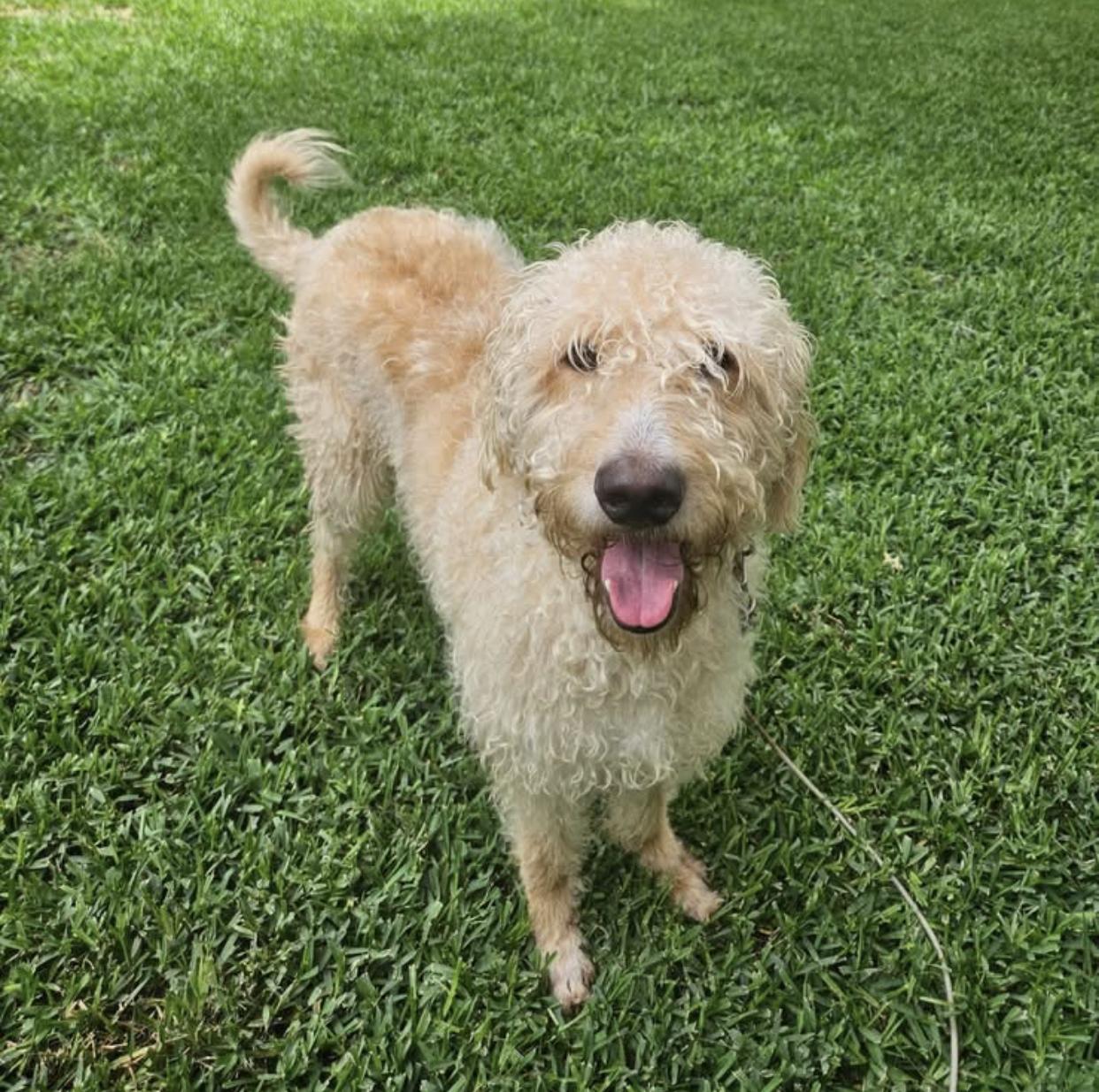 Mase, an adopted mixed breed in Bethel, VT image 6/6