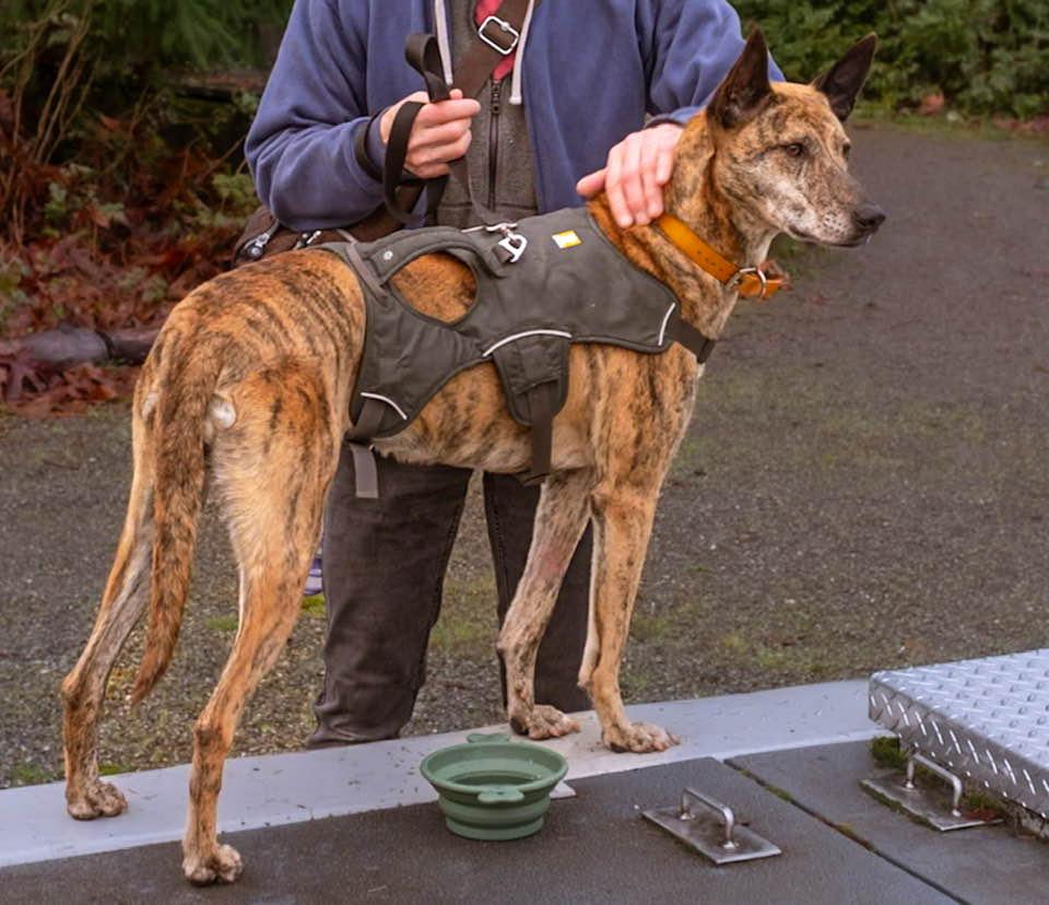 Rey, a Adoptable Greyhound in Woodinville, WA image 3/4