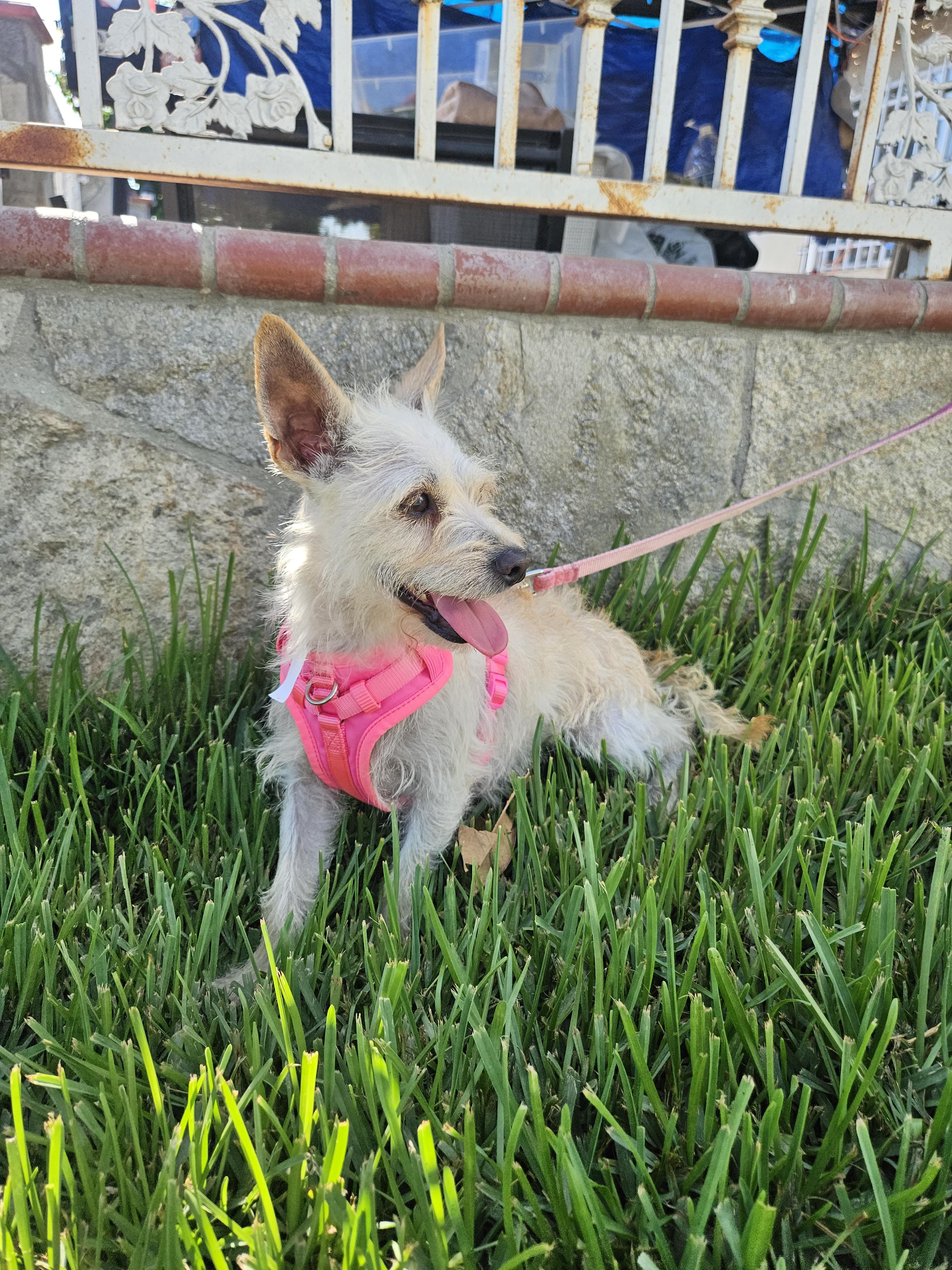 Enlarge April, a Adopted mixed breed in Los Angeles, CA image 3/4