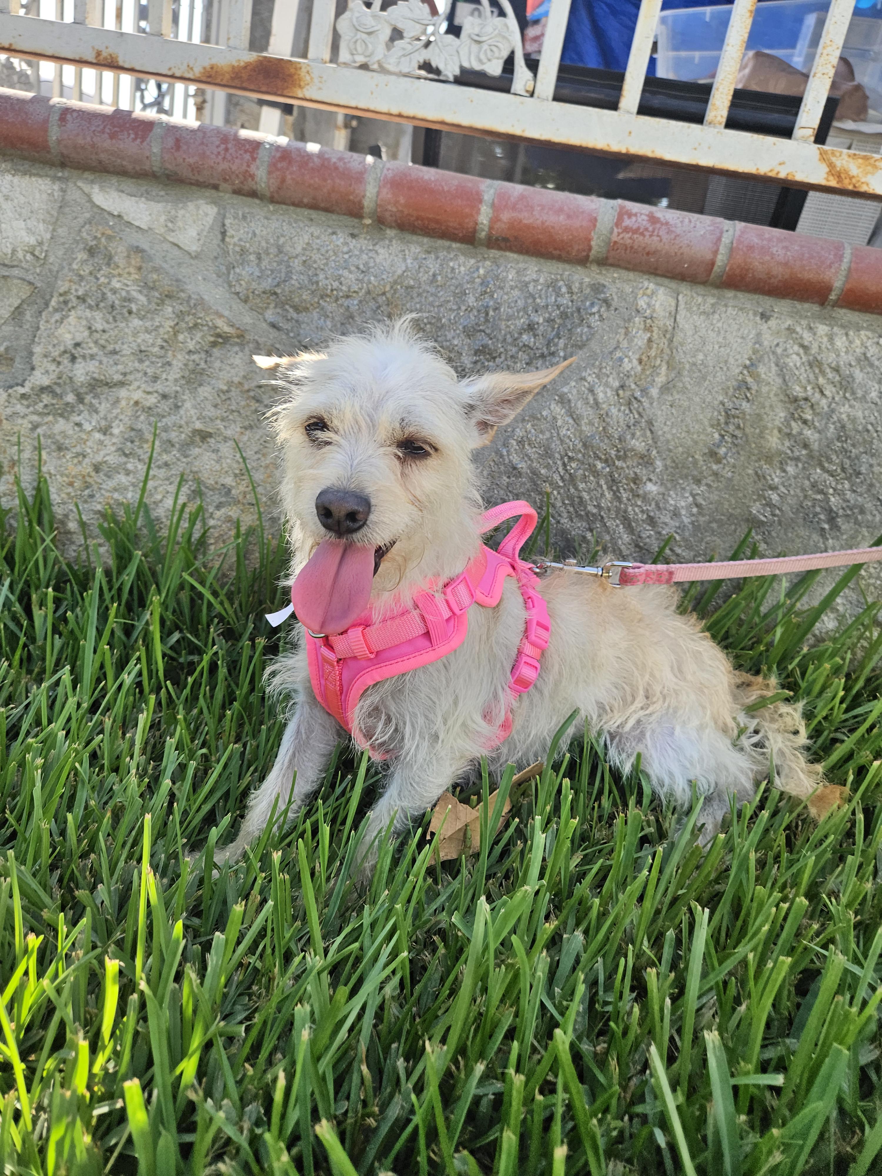 Enlarge April, a Adopted mixed breed in Los Angeles, CA image 1/4
