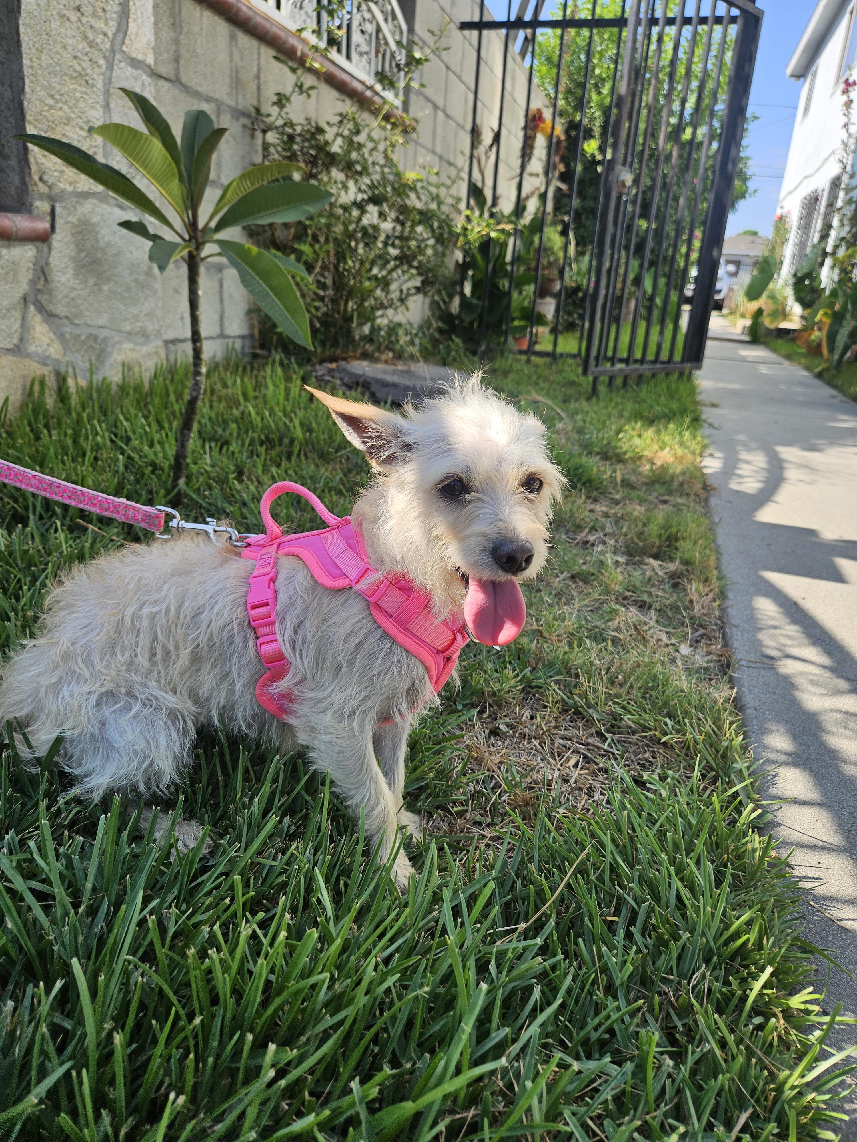 Enlarge April, a Adopted mixed breed in Los Angeles, CA image 2/4