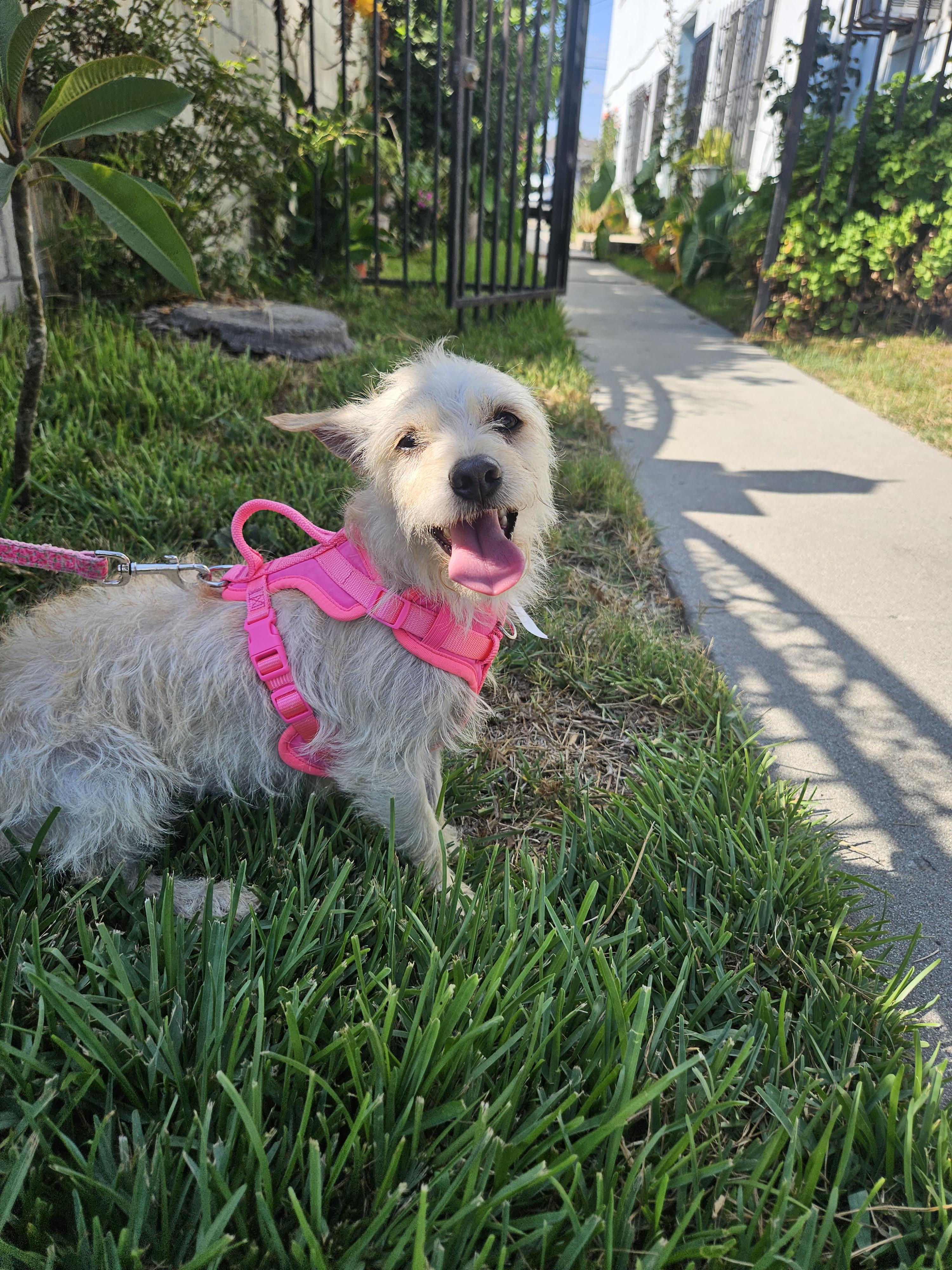 Enlarge April, a Adopted mixed breed in Los Angeles, CA image 4/4