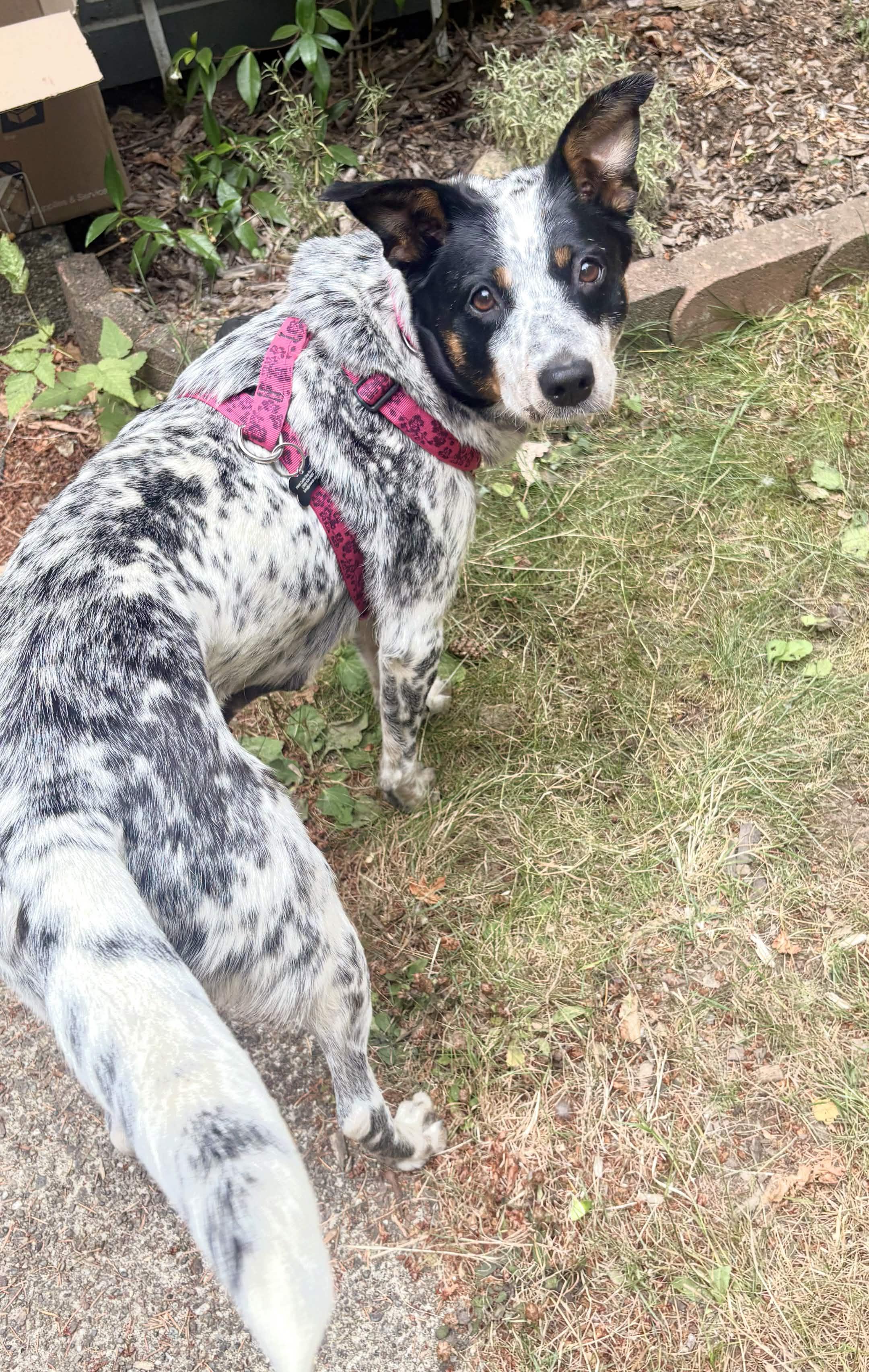 Enlarge Puna (Gig Harbor, WA), a Adoptable mixed breed in Gig Harbor, WA image 5/6
