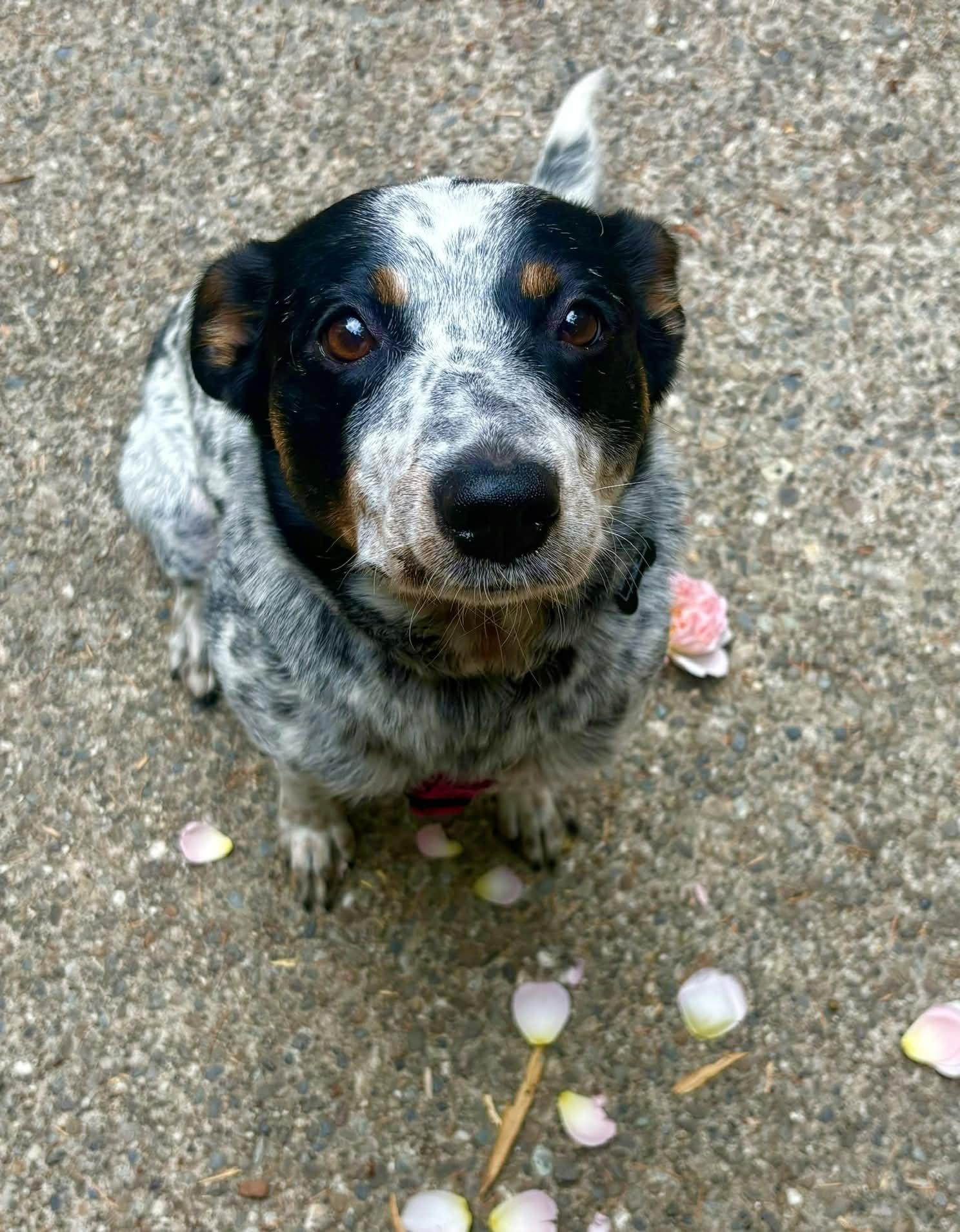 Enlarge Puna (Gig Harbor, WA), a Adoptable mixed breed in Gig Harbor, WA image 3/6