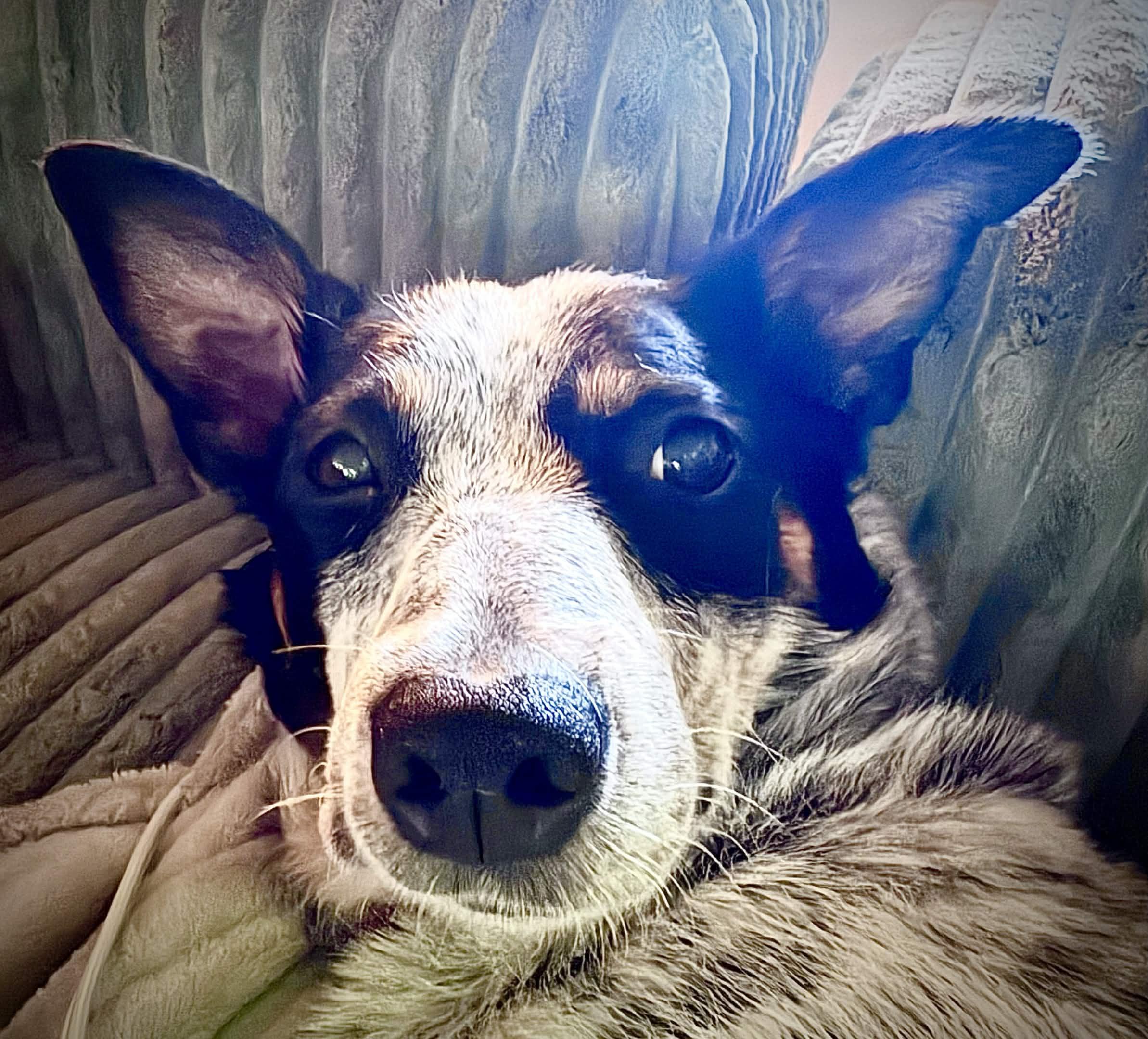 Enlarge Puna (Gig Harbor, WA), a Adoptable mixed breed in Gig Harbor, WA image 4/6