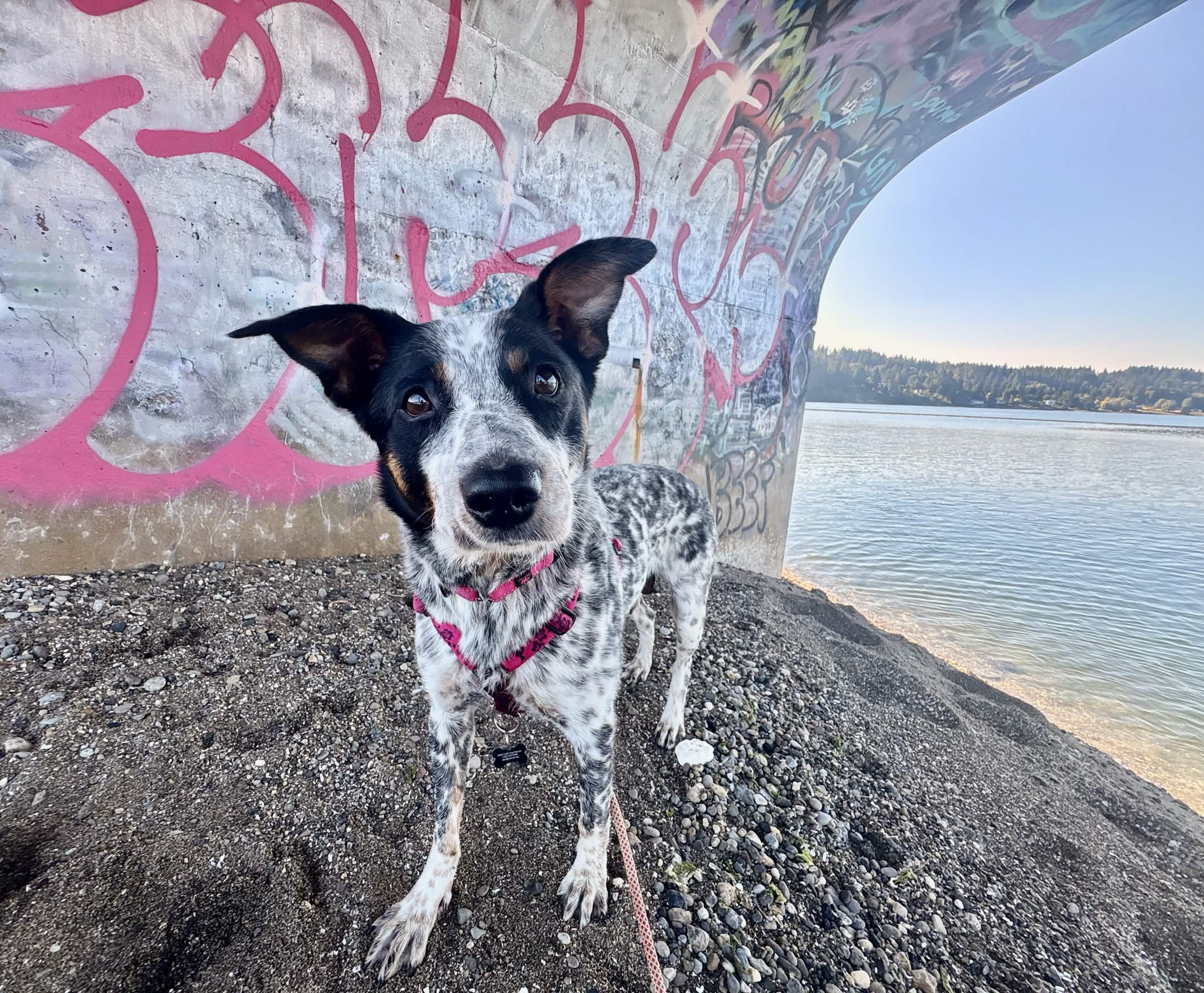 Puna (Gig Harbor, WA), Adoptable, Adult Female Australian Cattle Dog / Blue Heeler.