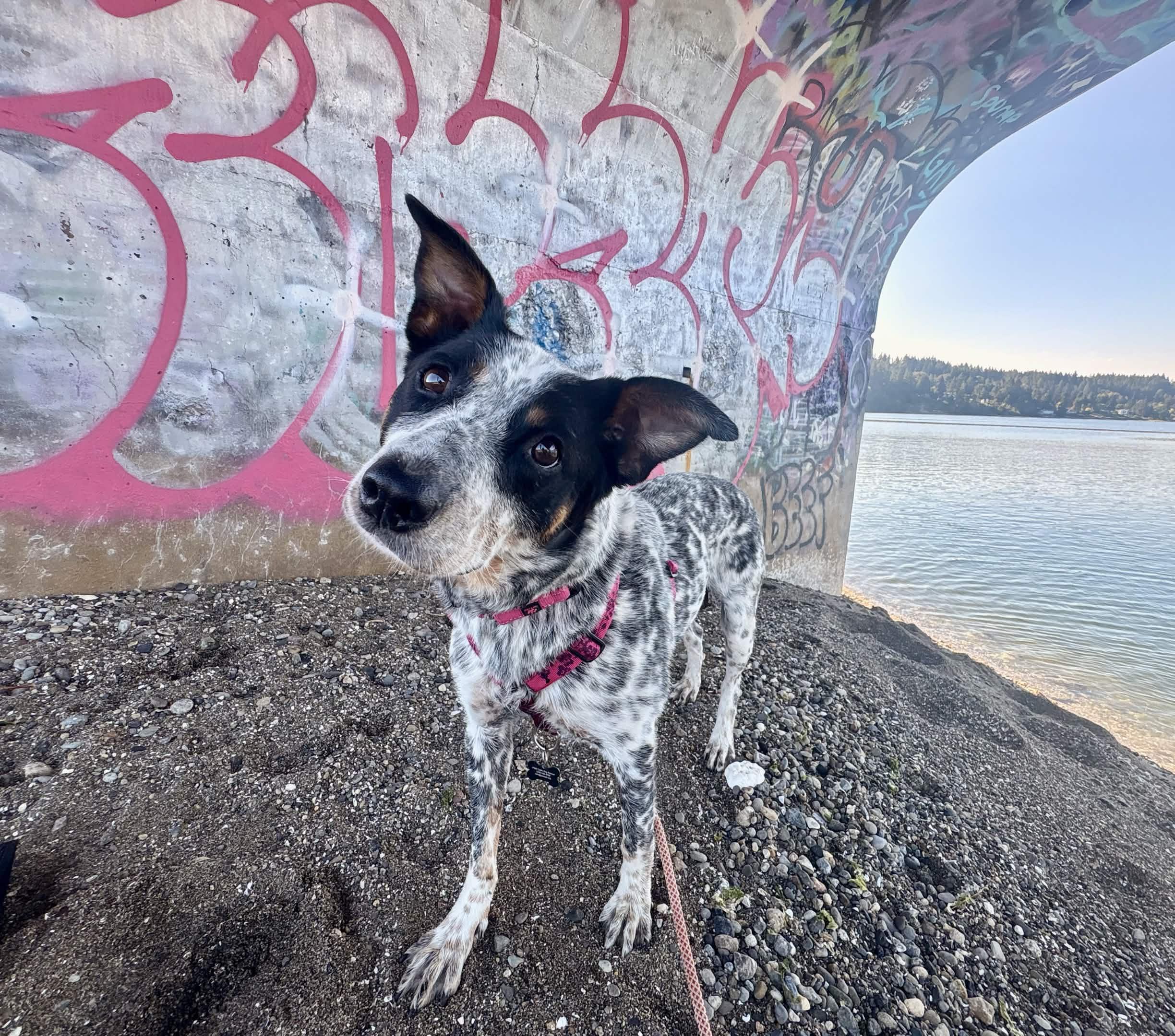 Enlarge Puna (Gig Harbor, WA), a Adoptable mixed breed in Gig Harbor, WA image 2/6