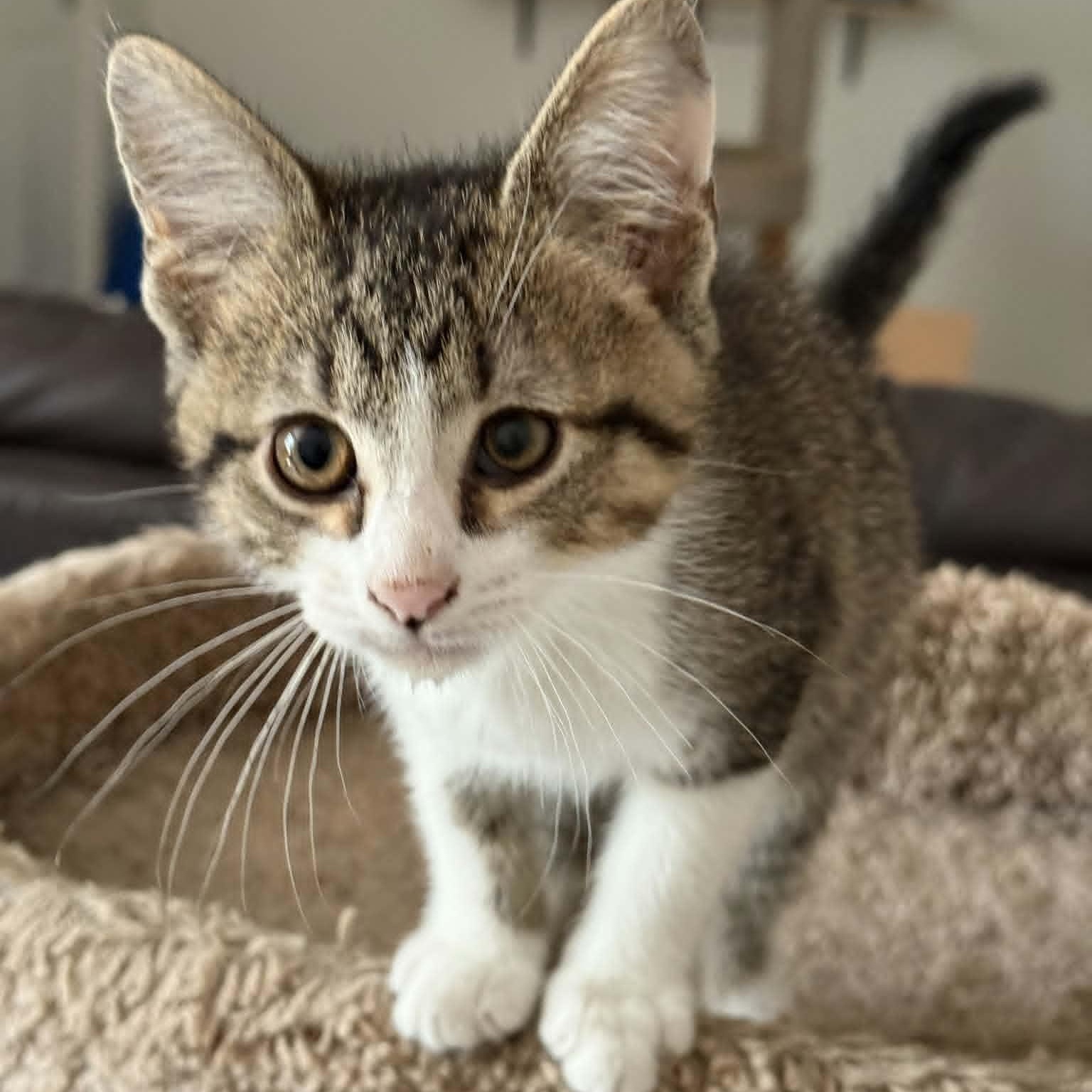 JUDE, a ADOPTABLE Domestic Short Hair in Loveland, CO image 5/6