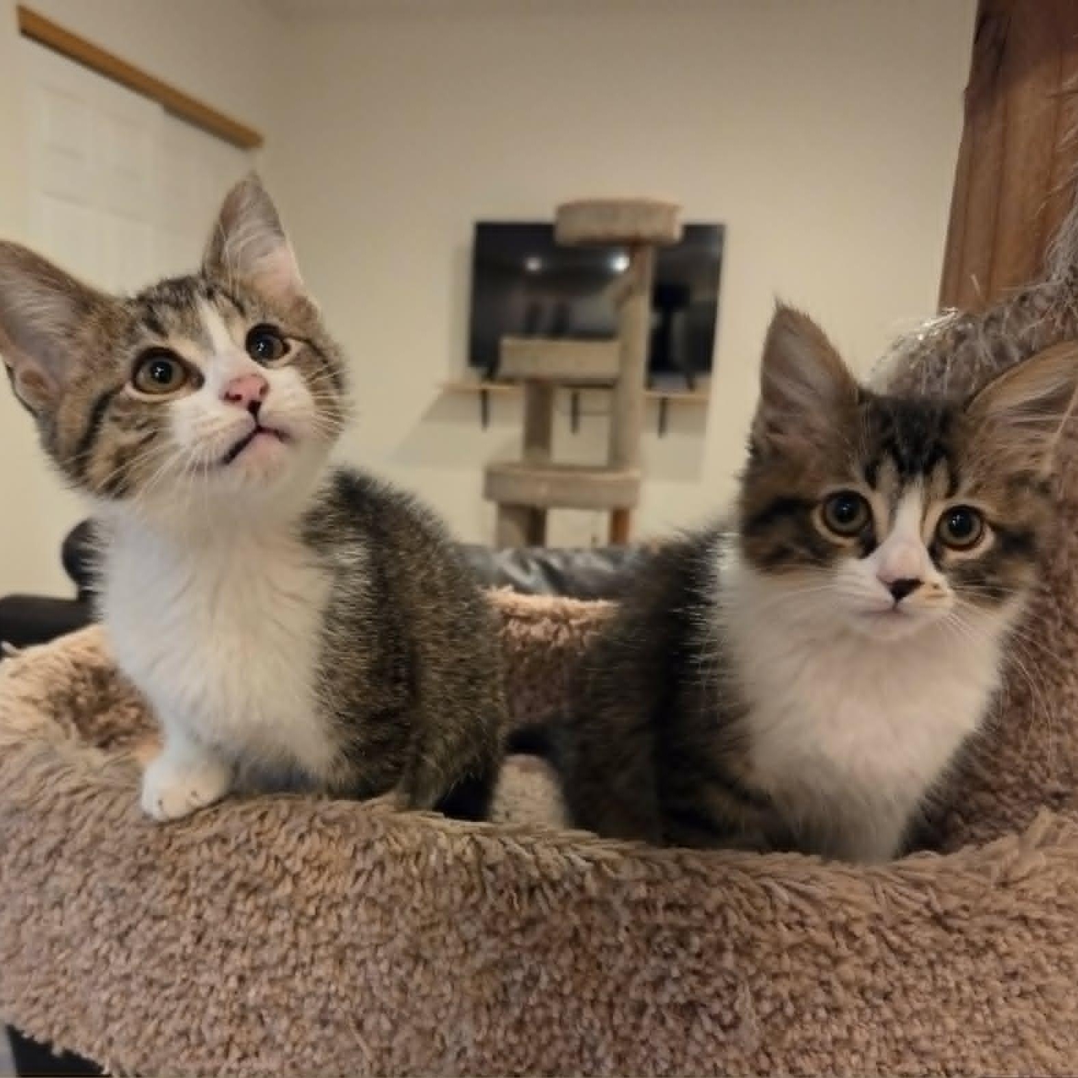JUDE, a ADOPTABLE Domestic Short Hair in Loveland, CO image 2/6