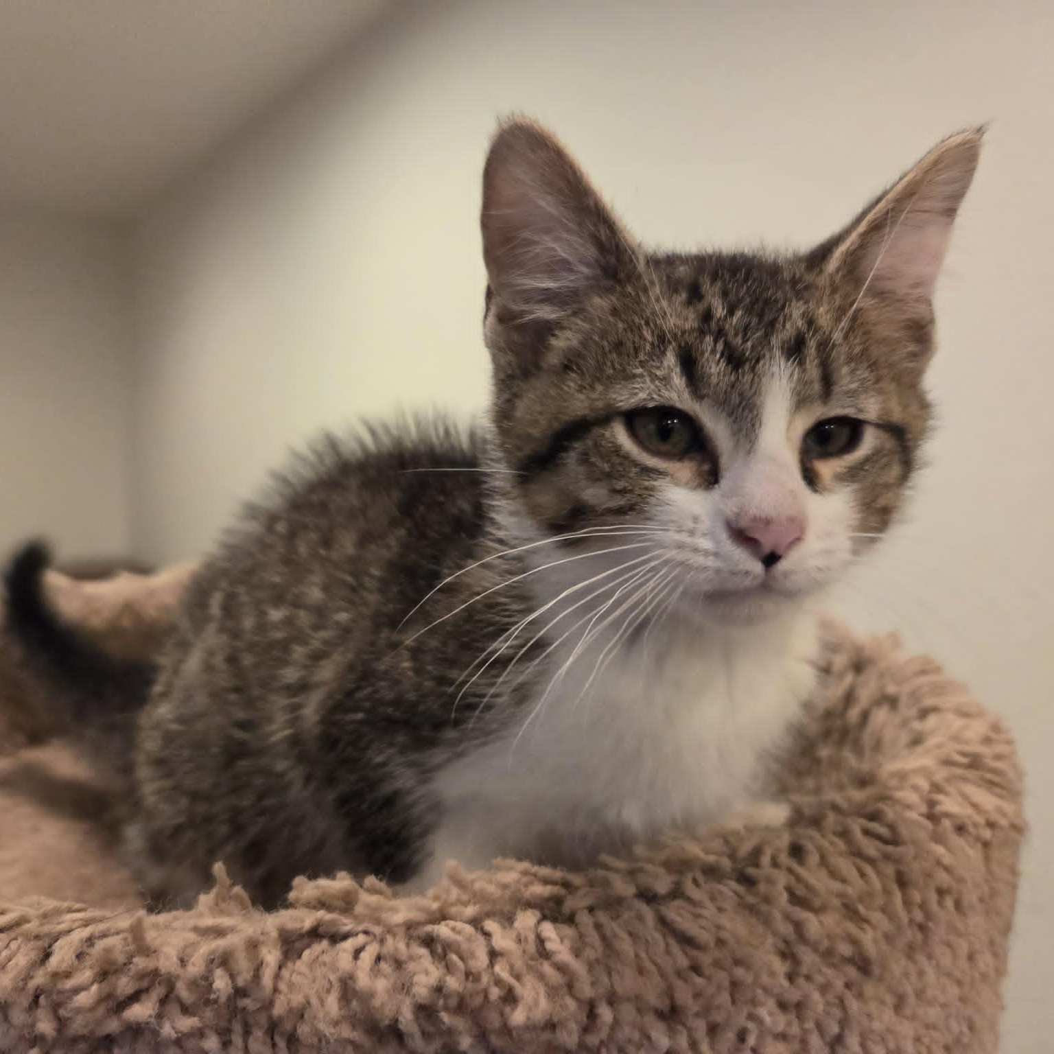 JUDE, a ADOPTABLE Domestic Short Hair in Loveland, CO image 6/6