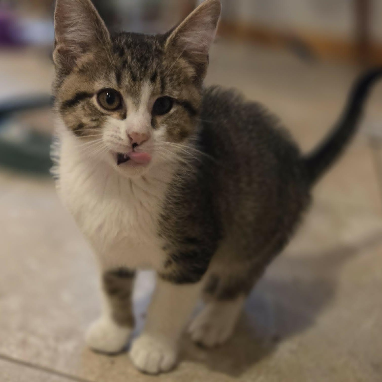 JUDE, a ADOPTABLE Domestic Short Hair in Loveland, CO image 3/6