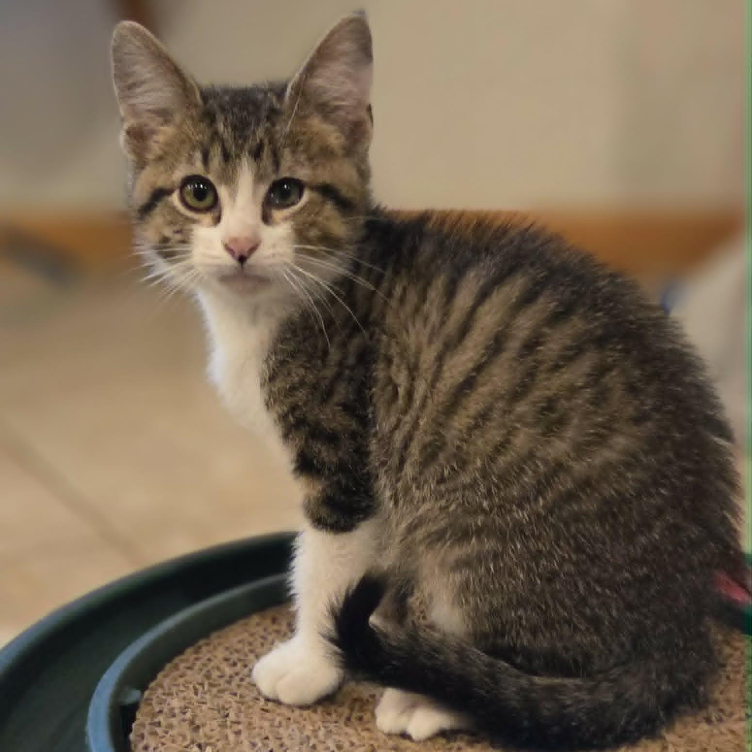 JUDE, ADOPTABLE, Kitten Male Domestic Short Hair.