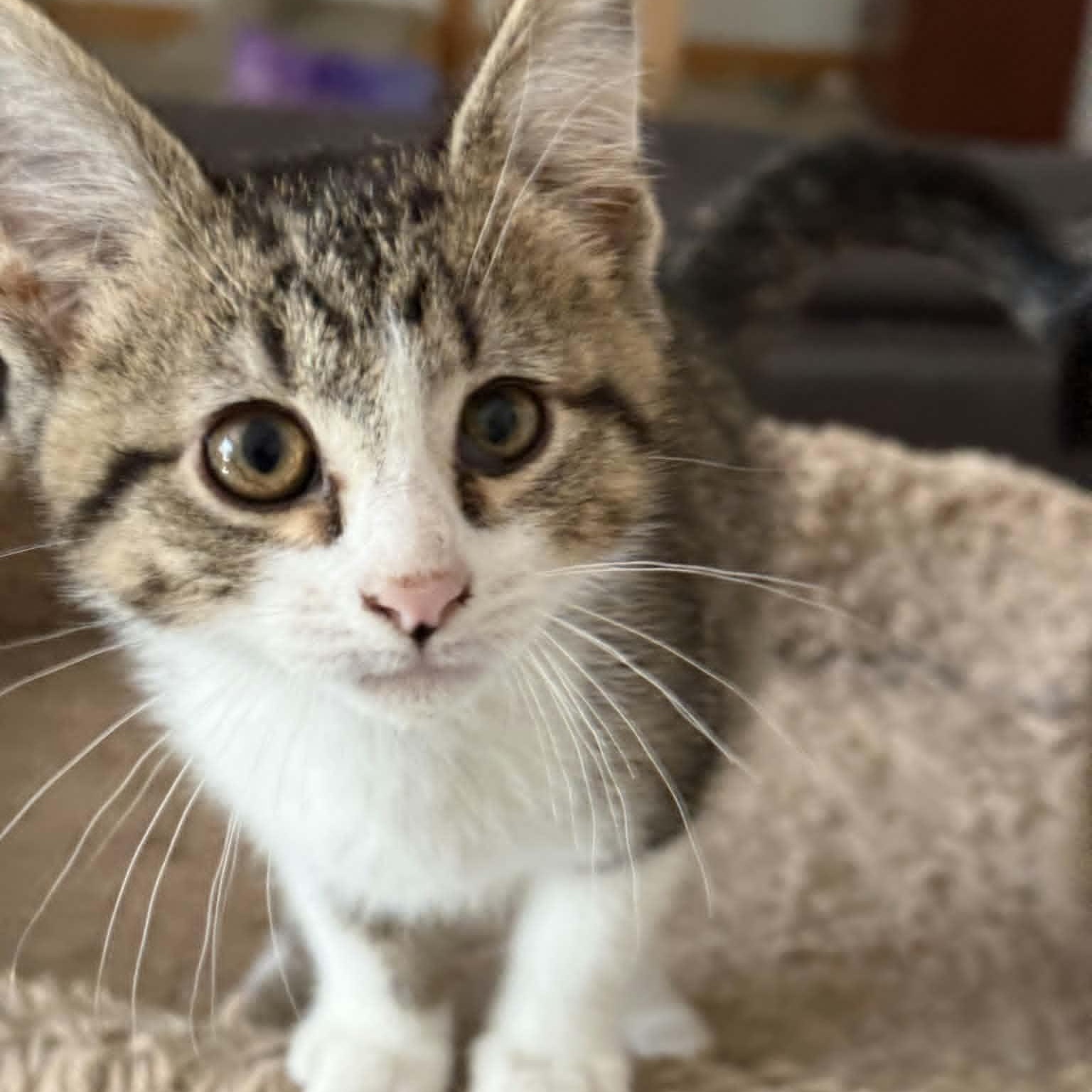 JUDE, a ADOPTABLE Domestic Short Hair in Loveland, CO image 4/6