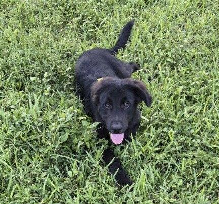 Quinn, Adoptable, Young Male German Shepherd Dog.