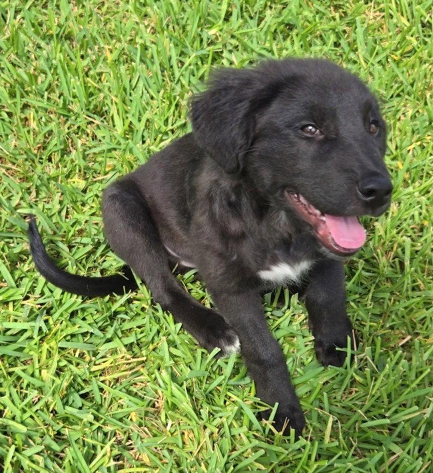 Enlarge Quinn, a Adoptable German Shepherd Dog in Royal Palm Beach, FL image 2/3