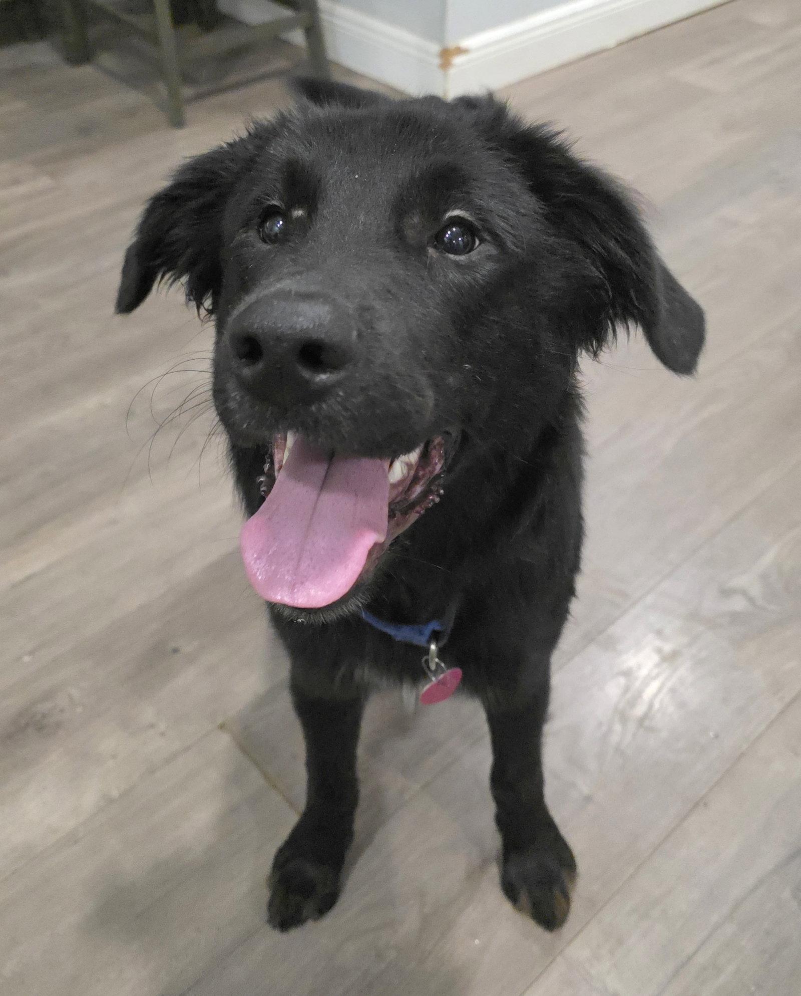 Quinn, Adoptable, Young Male German Shepherd Dog.