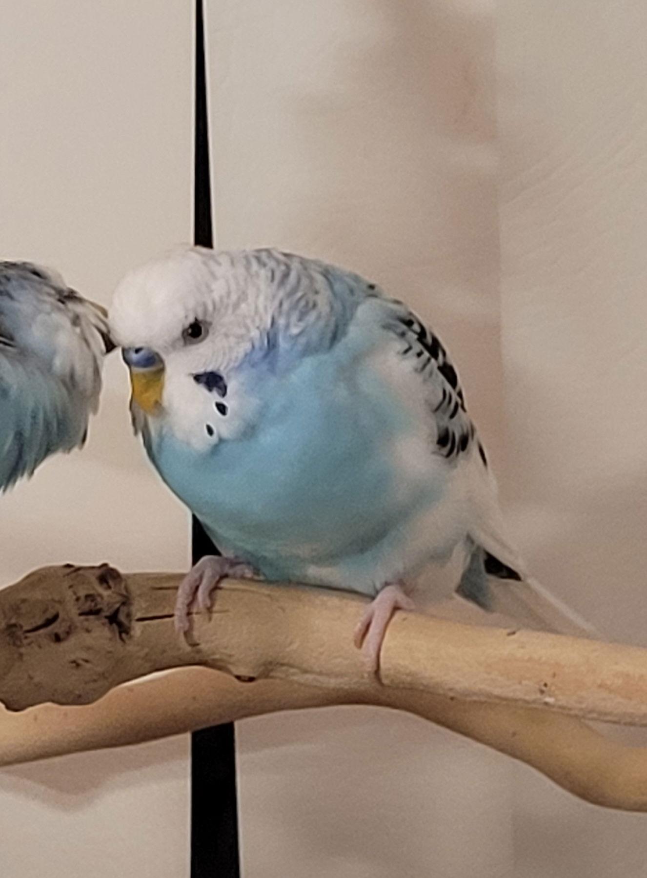 Cyan, Adoptable, Adult Male Budgie / Budgerigar.