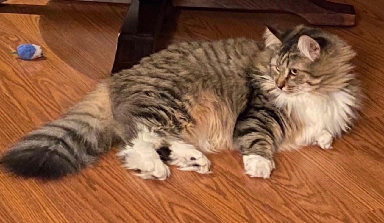 Enlarge Susan, a Adoptable Domestic Long Hair in Rochester, WA image 2/2
