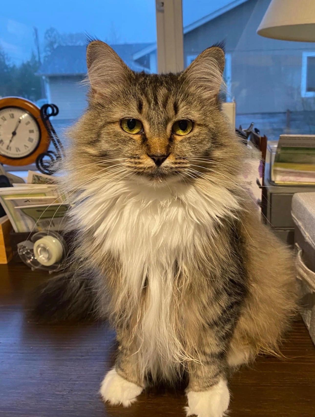 Enlarge Susan, a Adoptable Domestic Long Hair in Rochester, WA image 1/2