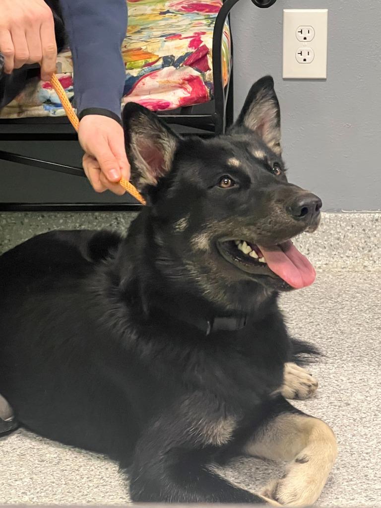 Enlarge Buddy Clebourne, a Adoptable mixed breed in Tyler, TX image 4/4