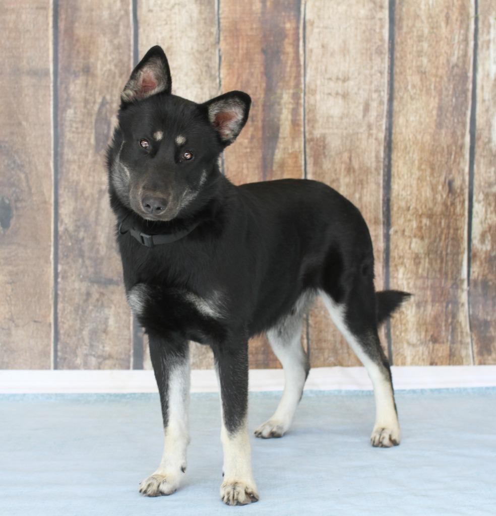 Enlarge Buddy Clebourne, a Adoptable mixed breed in Tyler, TX image 3/4