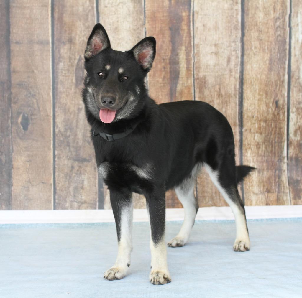 Enlarge Buddy Clebourne, a Adoptable mixed breed in Tyler, TX image 2/4