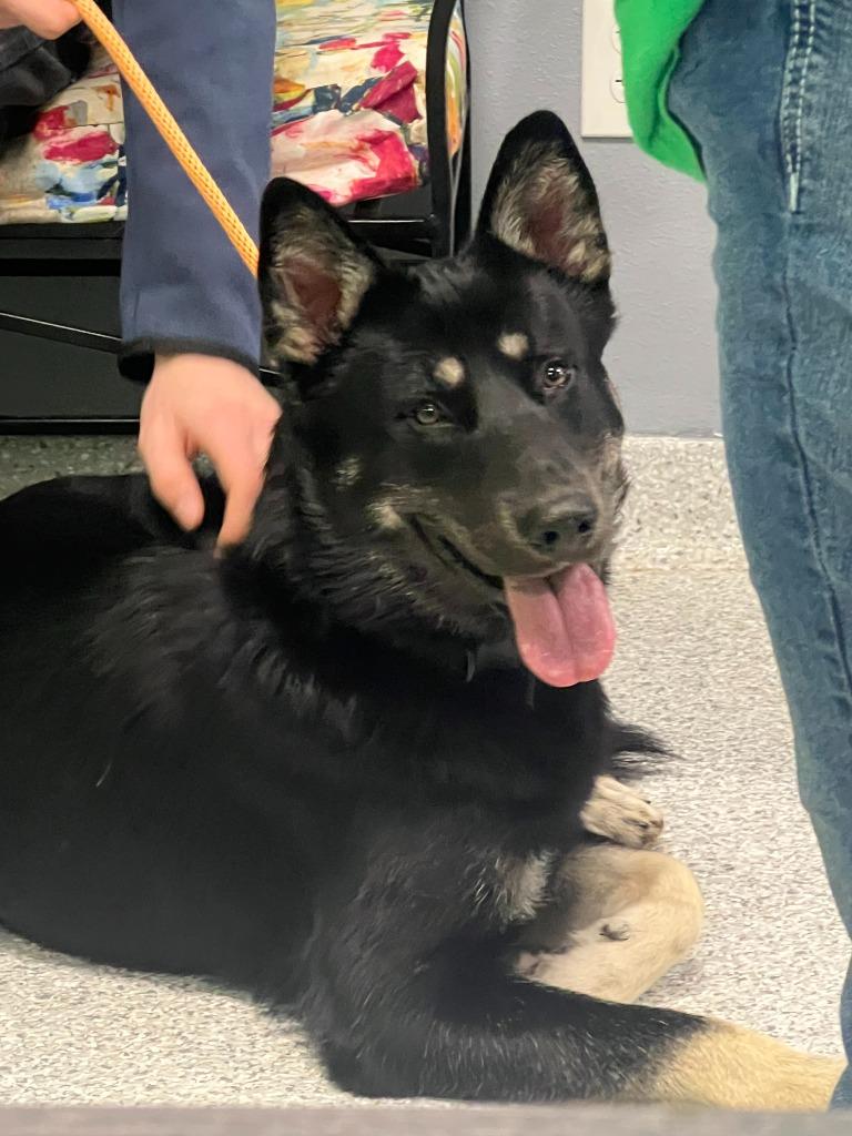 Buddy Clebourne, Adoptable, Adult Male German Shepherd Dog & Husky.