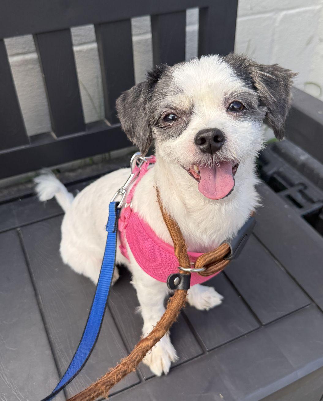 Photo of Scrappy