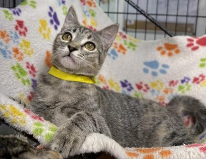 Enlarge Checkerspot, a Adoptable Domestic Short Hair in Plano, TX image 3/5