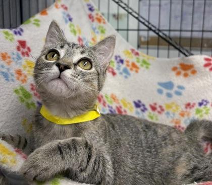 Checkerspot, Adoptable, Young Female Domestic Short Hair.