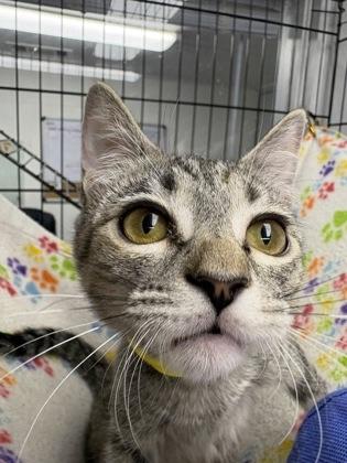 Enlarge Checkerspot, a Adoptable Domestic Short Hair in Plano, TX image 2/5