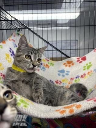 Enlarge Checkerspot, a Adoptable Domestic Short Hair in Plano, TX image 4/5