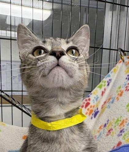 Enlarge Checkerspot, a Adoptable Domestic Short Hair in Plano, TX image 5/5